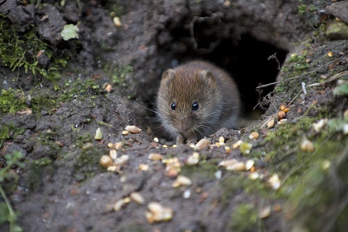 Voles 2 Voles Bulwark