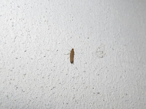 Webbing Clothes Moths 2 Webbing Clothes Moths Bulwark