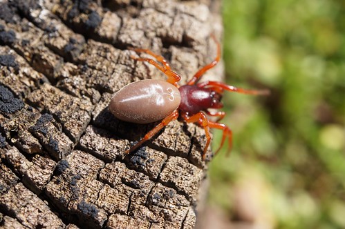 Woodlouse Hunter 2 Woodlouse Spider Bulwark