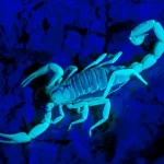 Scorpions 2 22600030416 01A64C9A1B E