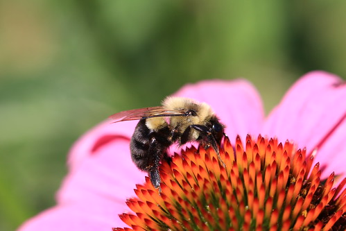 Bumble Bees 2 35826560765 123272850E E