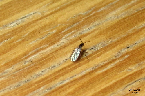 Gnats 3 38645070804 4Cc6Ba5Ea7 E