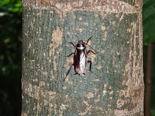 American Roaches / Palmetto Bugs 5 American Roach 2 Bulwark