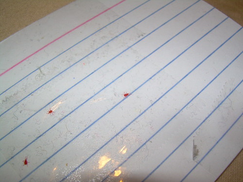 Clover Mites 5 Clover Mites 2 Bulwark