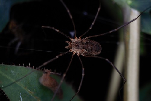 Daddy Longlegs / Harvestmans 5 Daddy Long Leg 2 Bulwark