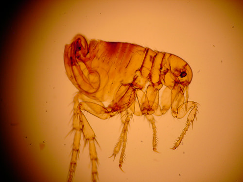 Fleas 5 Fleas 2 Bulwark