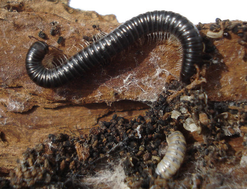 Millipedes 5 Millipedes 2 Bulwark