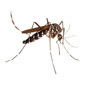 Bug Free &Amp; Happy Coupons 111 Get $50 Off Today!