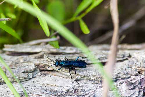 Mud Daubers 5 Mud Dauber 2 Bulwark
