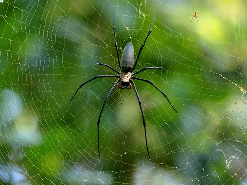 Orb Weaver 5 Orb Weaver 2 Bulwark