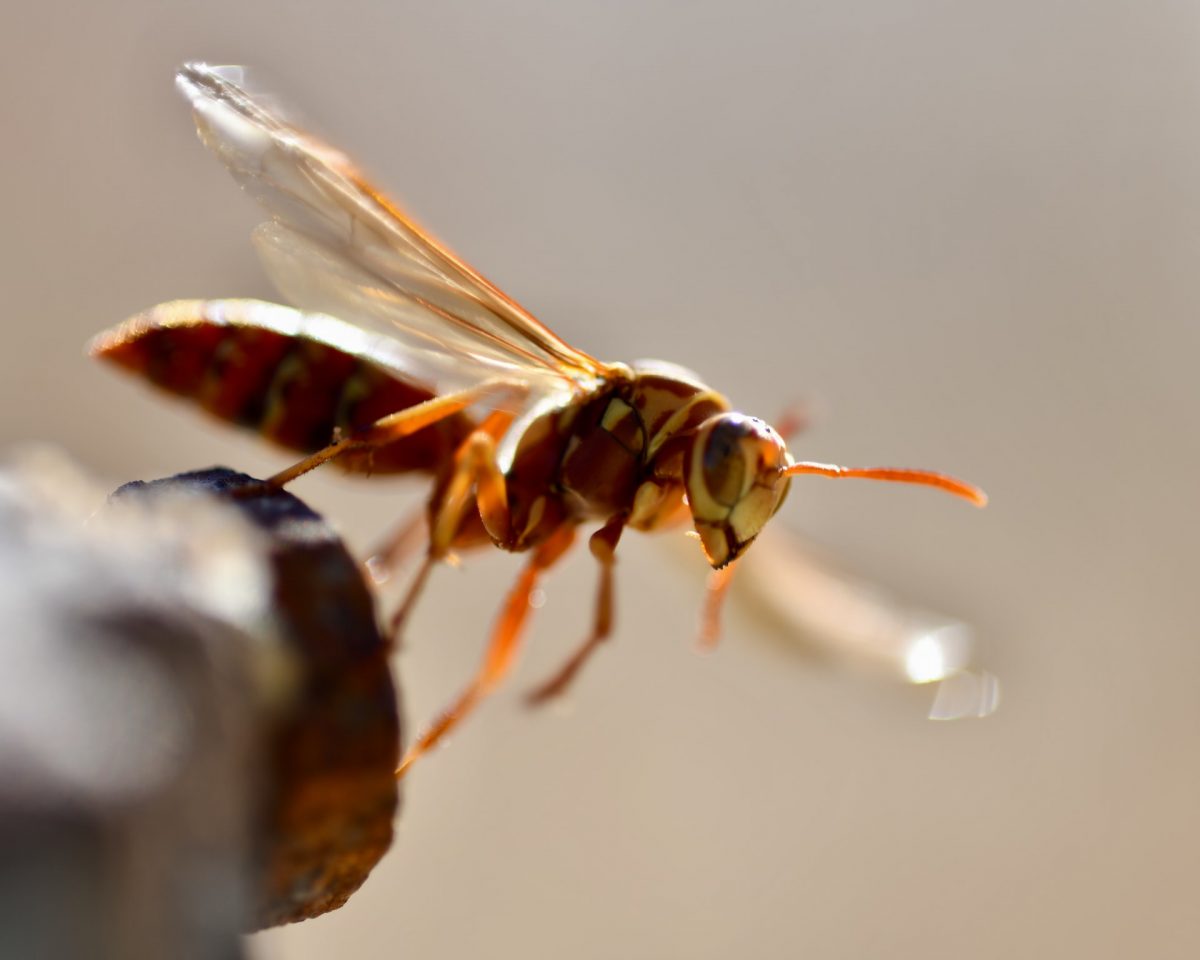 Hornet 3 Duncan Sanchez Rqfjtmspjta Unsplash 3 1200X960 1