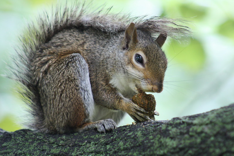 Tree Squirrels 3 Squirrel Image