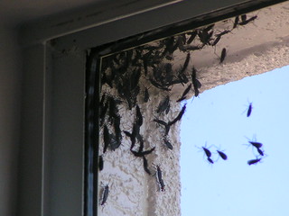 Lovebug Swarm 1 251362269 329Cddca5A N 1