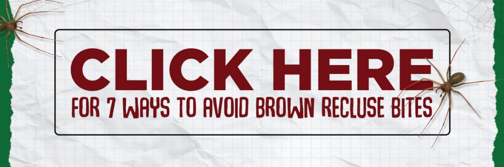 What To Know About Brown Recluse Spiders 2 Brown Recluse Cta A 3