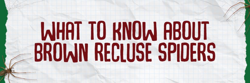 Flea Blog Content Brown Recluse Header B 1