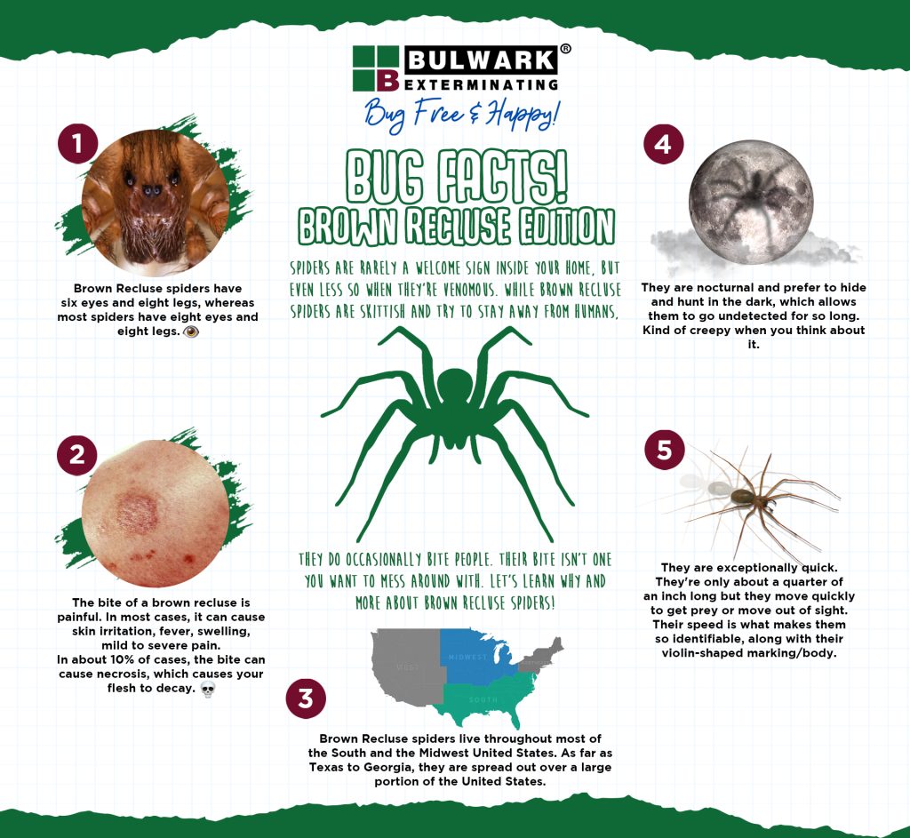 Brown Recluse Infographic Brown Recluse Infographic 4