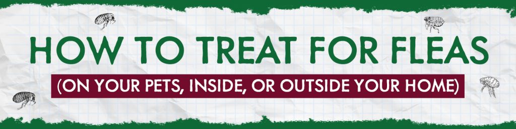 Flea Blog Content Flea Campaign Blog Header 1 1