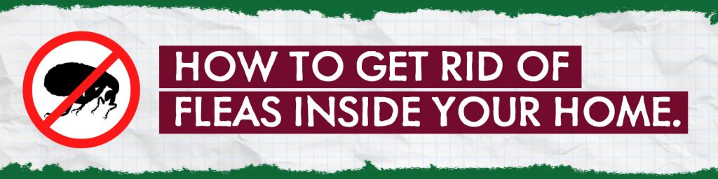 Flea Blog Content Flea Campaign Blog Header 1