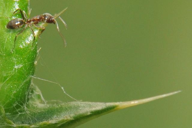 get rid of Argentine ants