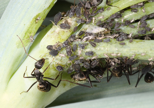 how many ants are there on earth?