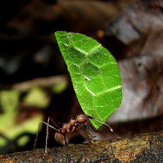 Leaf Cutter Ants