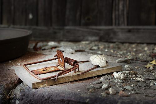 How To Clean Up After Rodents