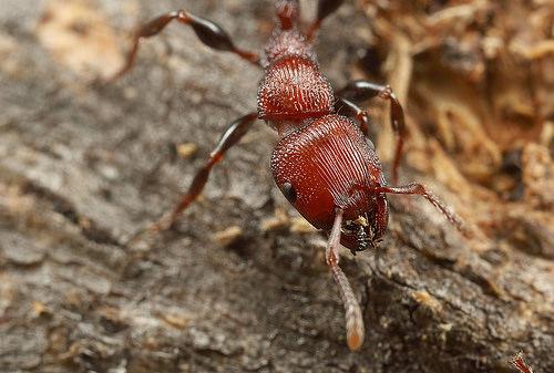 What Do Ants Do In The Winter?