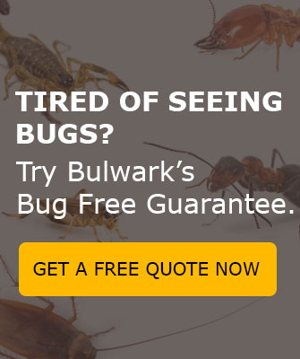 5 Reasons Your Newly Built Home Has Bugs 1 Bugs Cta