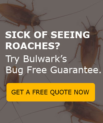 How To Keep Roaches Out Of Drains 2 Roaches Cta