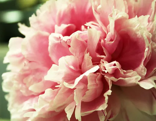 What Makes Up An Ant'S Diet? 2 3512406816 18C123Fd42