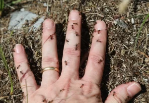 Why Do Ants Attack? 1 Man'S Hand Covered In Ants