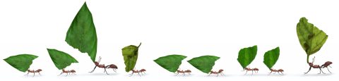 Bulwark Ants Secondary2 1