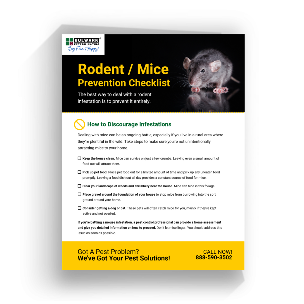 Rodent Rocket KOGO Rodents LO | Bulwark Exterminating