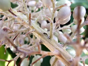 What Do Ants Do In The Winter? 8 480089195 4832D267E2