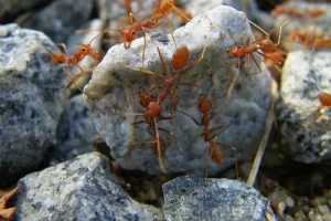 What You Can Do About Those Small Red Ants In Your Kitchen 2 Ants On A Rock